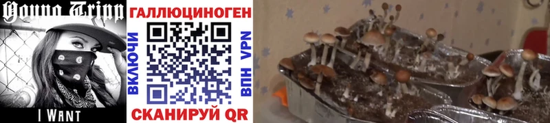 купить наркоту  Судак  Галлюциногенные грибы Cubensis 